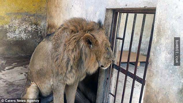 這隻獅子被園方棄養在牢籠裡後只能等著餓死，連志工趕到現場餵食時都無法直視牠的慘況…
