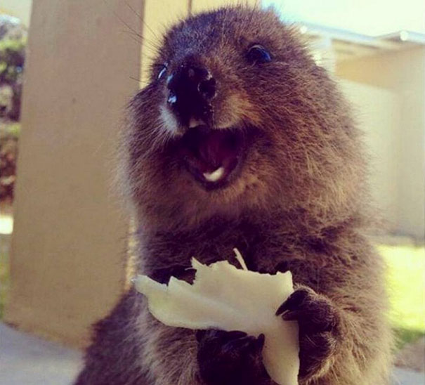 澳洲短尾矮袋鼠「用笑臉治癒人心」　國際認證：牠是世界上最快樂的動物