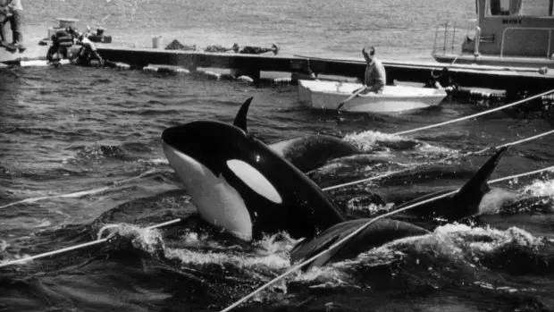馴服後又拋棄…　虎鯨在海洋館活了24年被放生　結局卻讓大家哭了