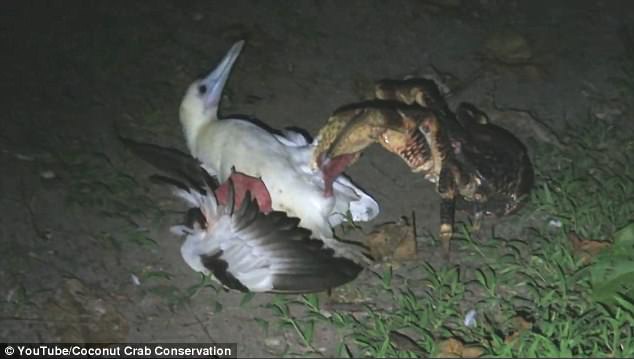 椰子蟹變兇殘！學者詫異椰子蟹竟然有新的獵食模式，民眾可以看到海鷗被分屍！(內有影片）