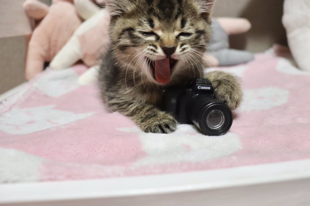 小貓咪變身「最萌攝影師」　抓住相機「咬咬咬的模樣」笑歪網友