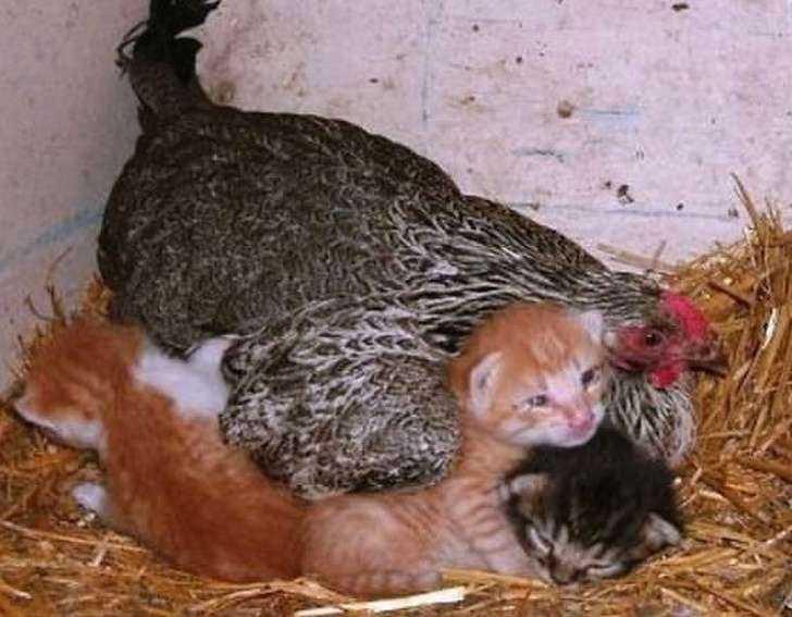 15隻母愛氾濫錯認孩子的母雞　鴿子寶寶內心超忐忑