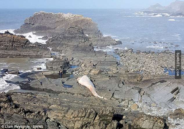 全球第二大生物擱淺在海灘讓民眾超驚呆，比房子更長的27公尺體型看照片都震撼！