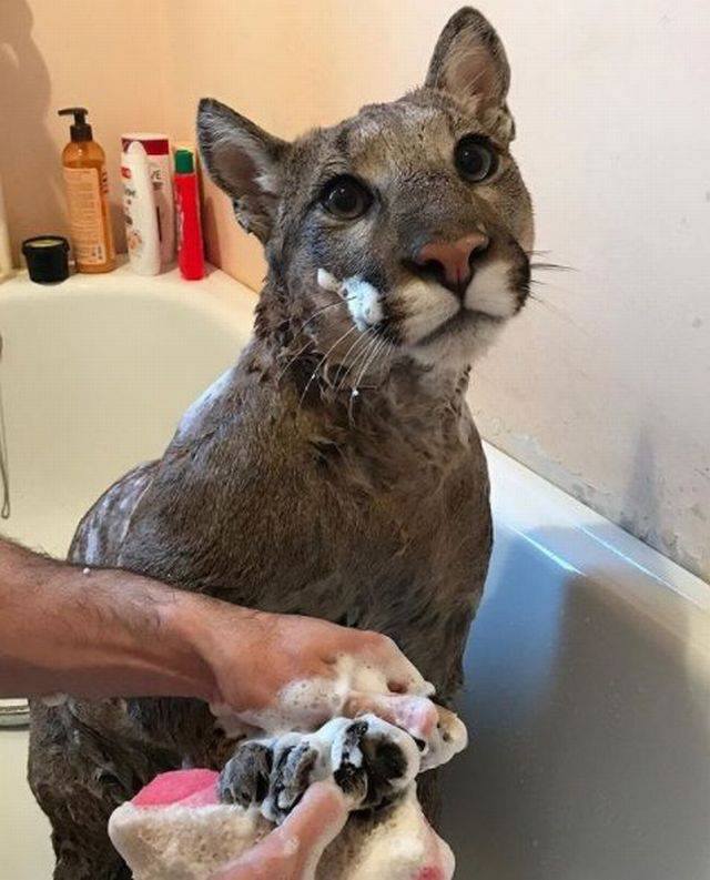 大貓睜大眼睛享受搓澡澡好可愛　網友仔細一看：這是美洲獅啊