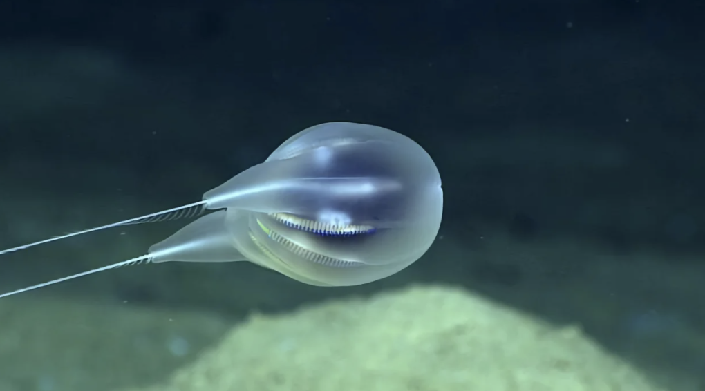 海底4千公尺發現全新生物！　科學家驚喜：是發光氣球