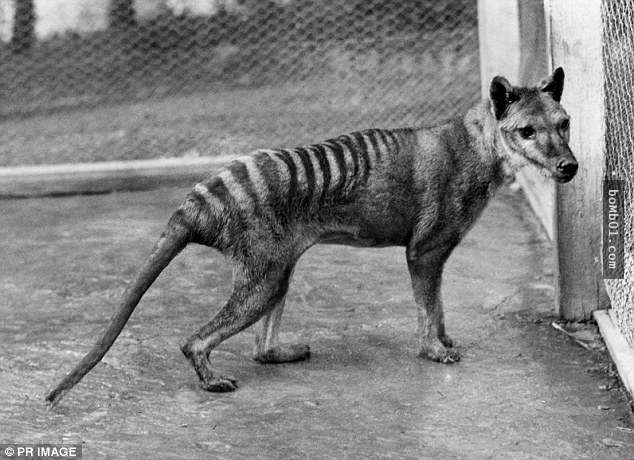 絕種80年的「袋狼」竟然被人拍到出現在現實世界，相信牠們還存在的科學家都振奮！