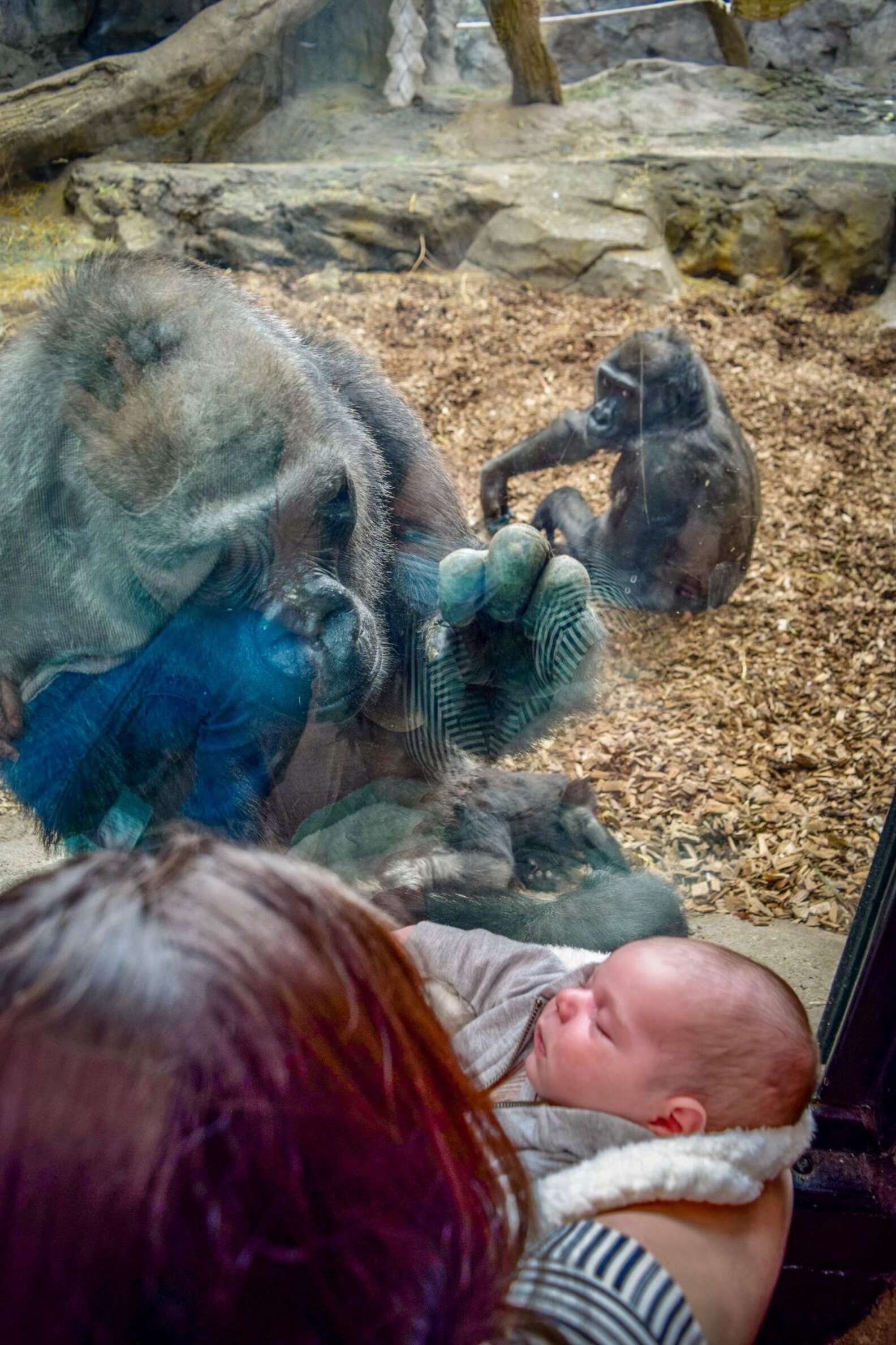 帶新生寶寶逛動物園！　大猩猩看了「滿滿母愛」拉自己小孩：我也是媽♡