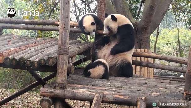 一屁股坐下去兒子的身體　熊貓媽媽的「斯巴達」式教育超狂