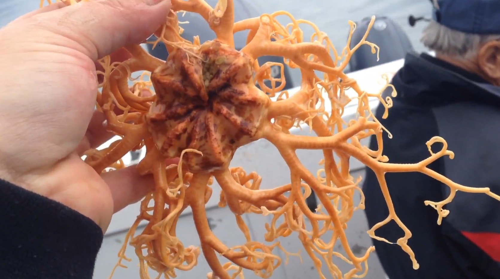 外星來的？海中「神秘觸手」放手上還狂伸展　網：水下義大利麵