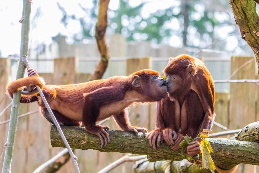 牠們比你還會過情人節！　23張「動物情侶真情流露」的放閃瞬間照片