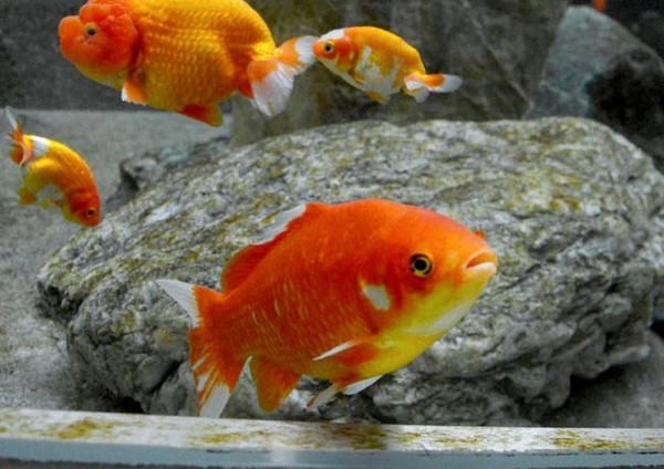 進化「鯉魚王」！小金魚博命6年一直不給山椒魚吃掉，直到到對方死掉牠的傳奇事蹟連園方也服了！