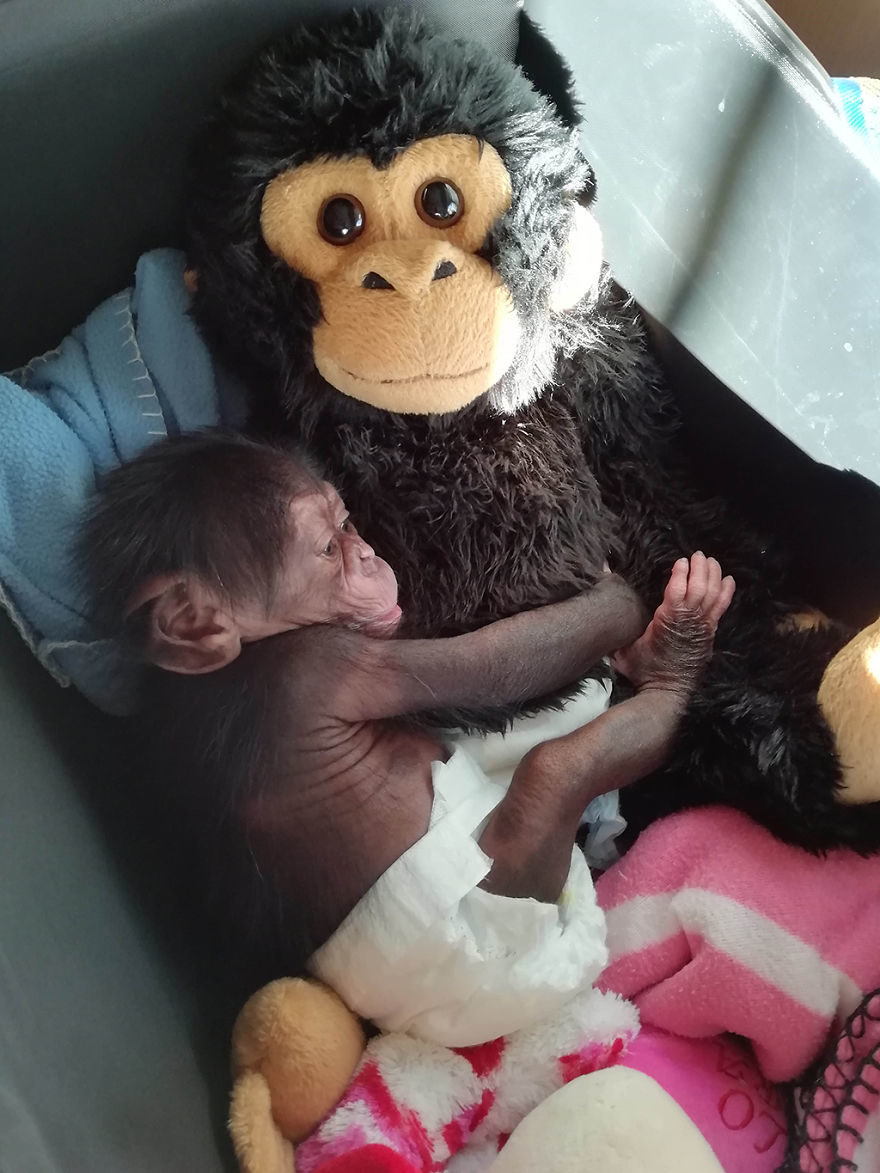 媽媽不要牠...小猩猩抱娃娃「才有安全感」　找到養母後「臉上都洋溢著幸福」