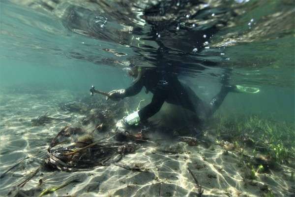 澳洲「紫海膽」氾濫毀滅生態　中國網友提解法：發簽證看我們吃光牠