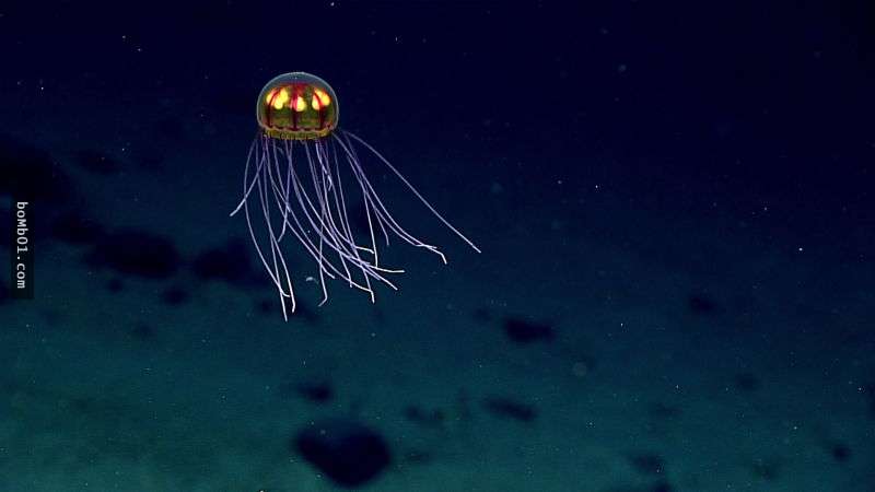 深達7000公尺的海底世界「真面目大曝光」，各種不知名的生物長相讓大腦都受到衝擊了！