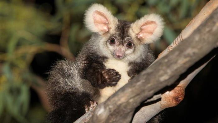 是白色的米奇！　澳洲發現2超可愛新物種　圓圓Ｑ臉＋肥嘟嘟身材「大飛鼠」萌翻網友