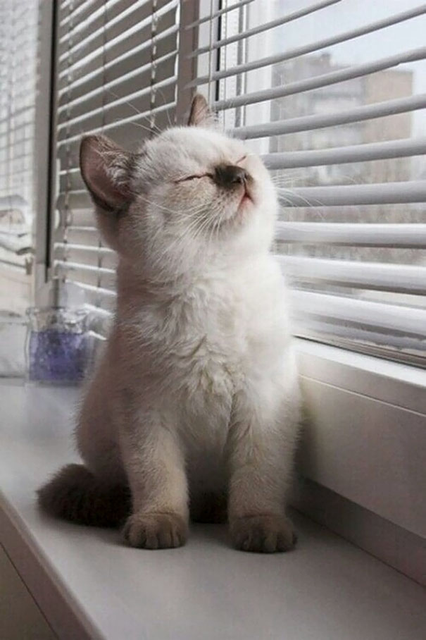 喵星人的祭拜？　30張「有陽光就開啟充電模式」的太陽能貓咪照片