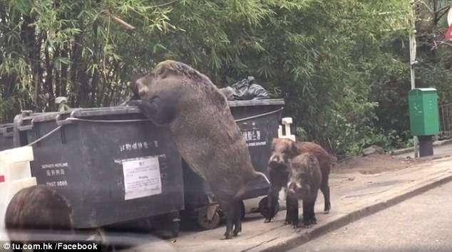 餓到受不了…　野豬媽媽帶孩子闖到市區　趴在垃圾桶找食物讓人超心疼