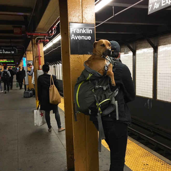 紐約地鐵規定「動物要裝進容器」才能上車　激發飼主想出「奇妙點子」免遭罰