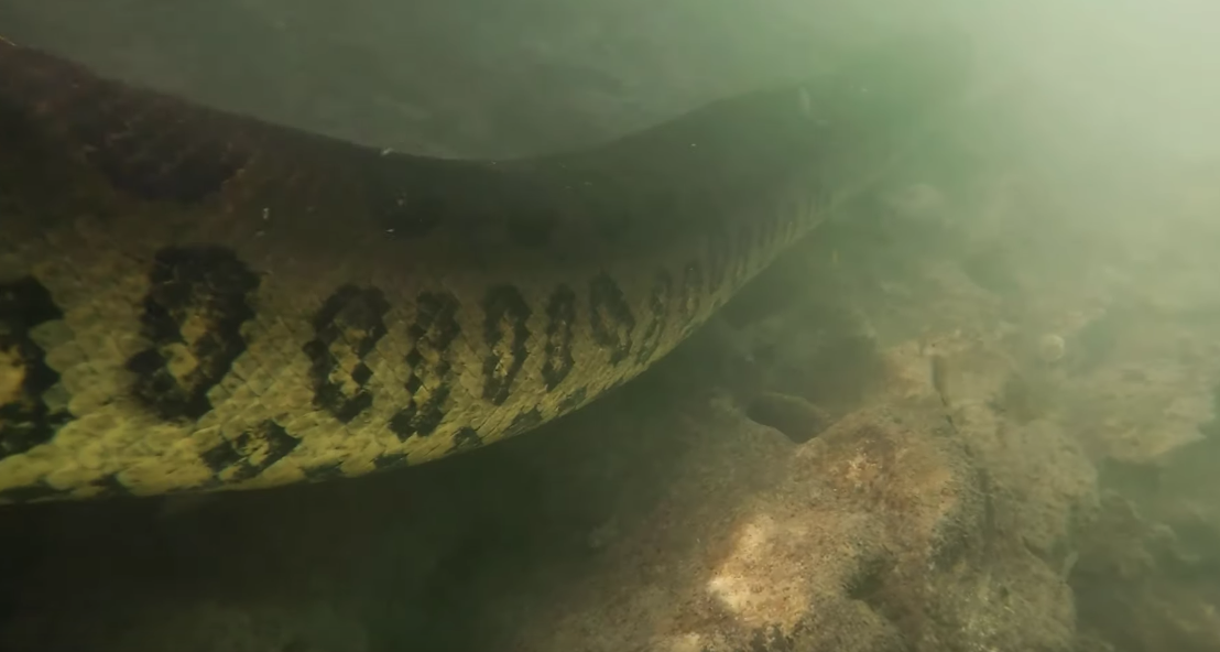 潛水員水下跟「世界最大蛇」面對面　大膽拍下「吐舌照」讓人捏把冷汗
