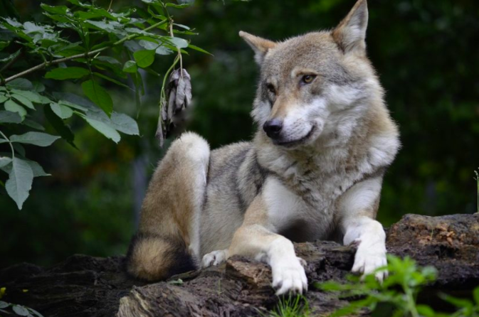 歐洲最珍貴遺產「歐亞狼」終於回歸比利時！　曾「滅絕」一世紀…保育團體得知欣喜若狂