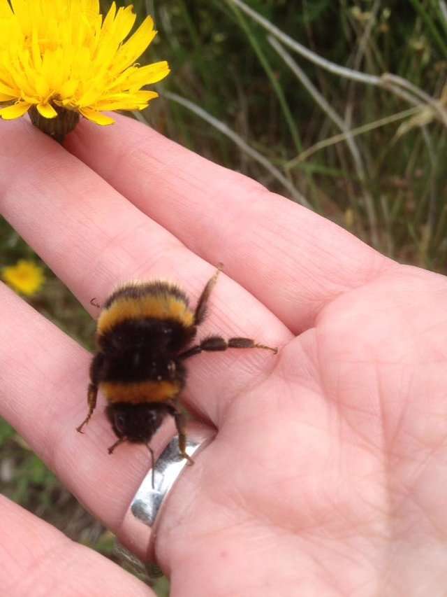 「斷翅蜜蜂」愛上救援牠的好心人　跨物種的友誼讓專家都直呼：怎麼可能？