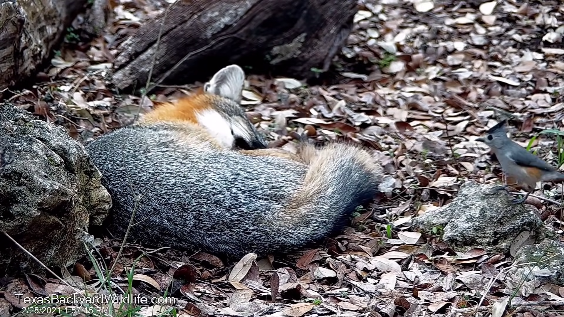 午睡小狐狸「遭小鳥瘋狂拔毛」　牠睏到爬不起來：你不要太過分喔！