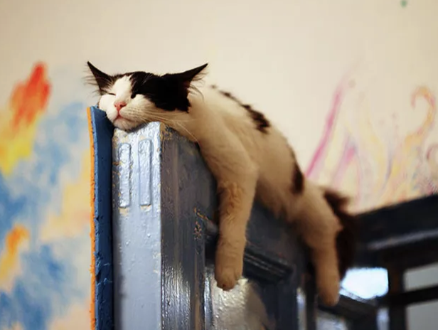 捲成一隻雞腿！24張貓貓「高難度睡姿照」　網友笑：想睡就去床上睡啊～