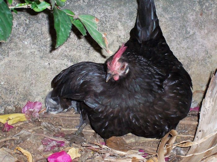 20張證明「母雞絕對是動物界最偉大無私媽媽」的萌照
