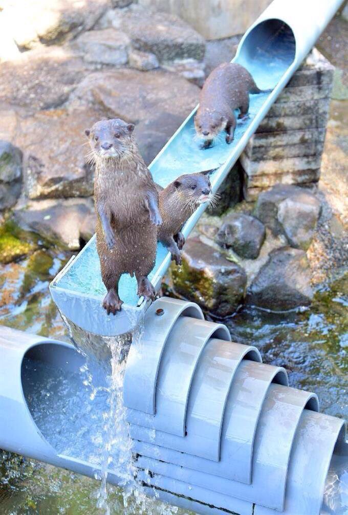 日本動物園「小水獺排隊玩滑水梯」，溜到最後竟然還「飛起來」萌爆17萬網友按讚！