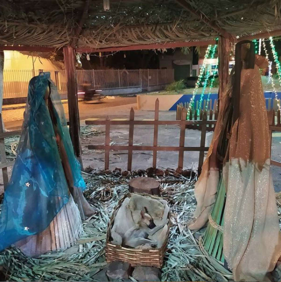 聖誕路過「耶穌誕生馬槽裝飾」　她驚見「裡面有神蹟」笑了：是毛版小耶穌♡