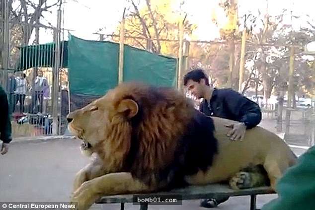 動物園開放讓遊客「任意摸獅子」　網友察覺「背後真相」大暴怒