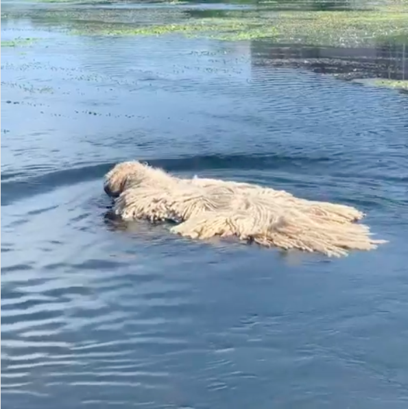 湖中怎麼有拖把在漂？　超萌「抹布犬」在水中太像洗拖把啦～
