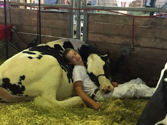 15歲男生和一隻小母牛背靠背睡著的照片引起網友狂讚，媽媽說出的故事讓大家都被萌哭啊！