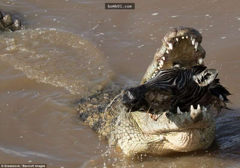 這隻斑馬不幸遇到鱷魚「下場比被咬死還要淒慘」，目擊者拍下的照片讓大家都不忍直視啊…