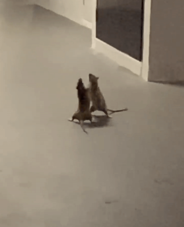 釘孤支啦！2隻老鼠當街「打拳擊」　鏡頭一轉貓在旁觀：誰輸就吃誰！