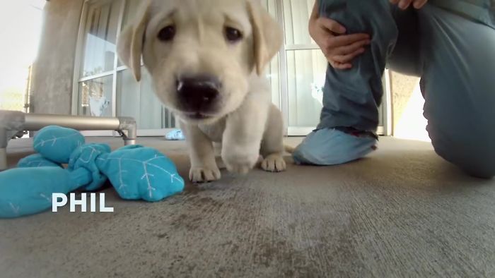 工作犬紀錄片曝光「5隻小奶汪的訓練過程」　網感謝：現在才懂牠們有多辛苦