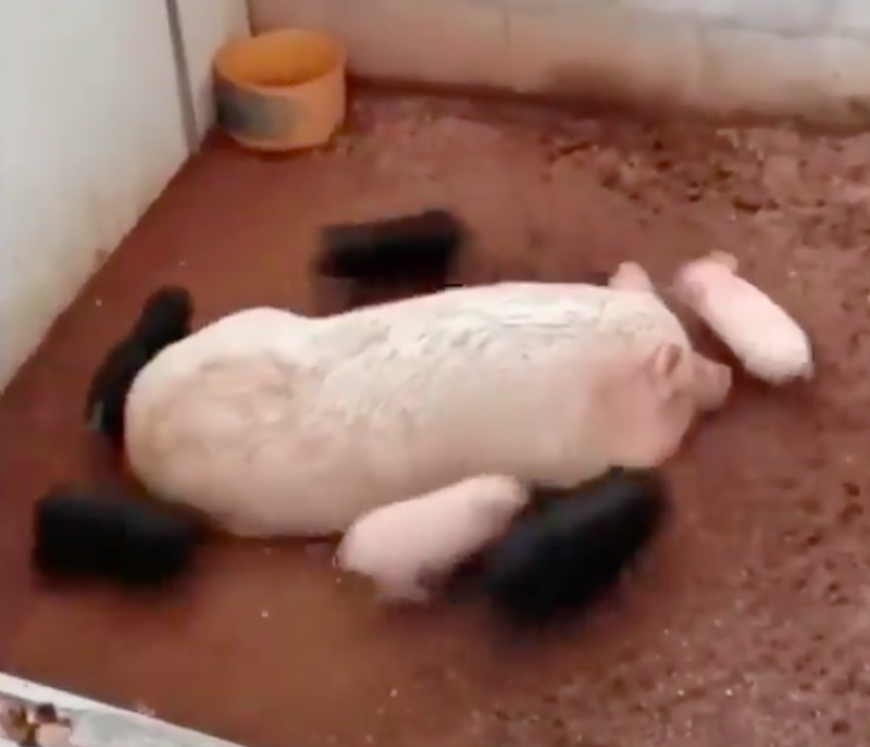 豬寶寶急喝奶「轉成風火輪」　豬媽媽累趴下線：讓我休息一下啦