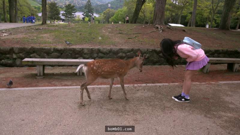 日本奈良的鹿會對你鞠躬其實不是有禮貌，大家都疏忽的真相現在知道後再也不敢靠近牠們了！