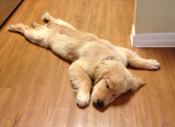 揭秘狗狗會「睡趴」的原因　6種「汪星人常見睡姿」讓你更瞭解愛犬