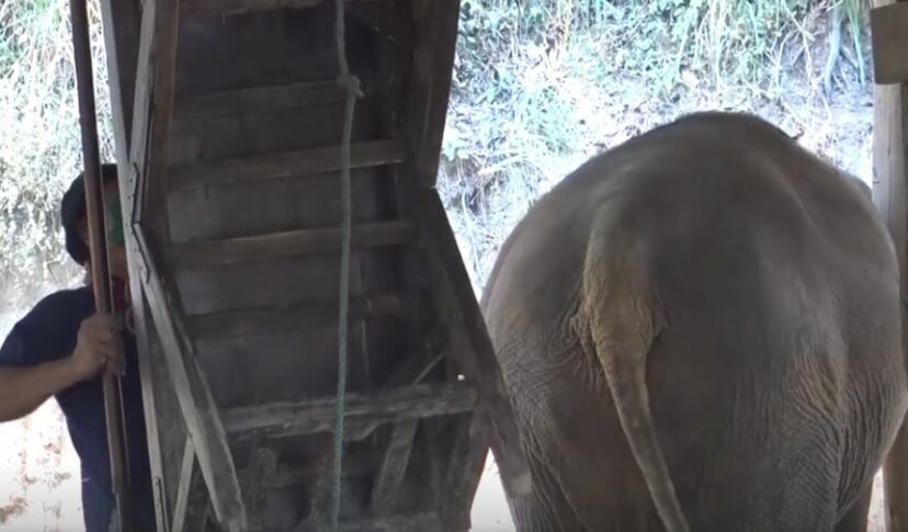 疫情沒外國客！泰國大象營「取消騎大象」　「拆下身上座椅」百隻象自由了