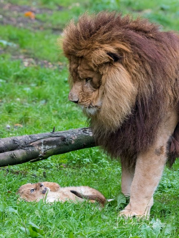 獅媽不在…雄獅當奶爸「獨自面對屁孩獅」　顧到手忙腳亂：老婆你什麼時候回來？！　