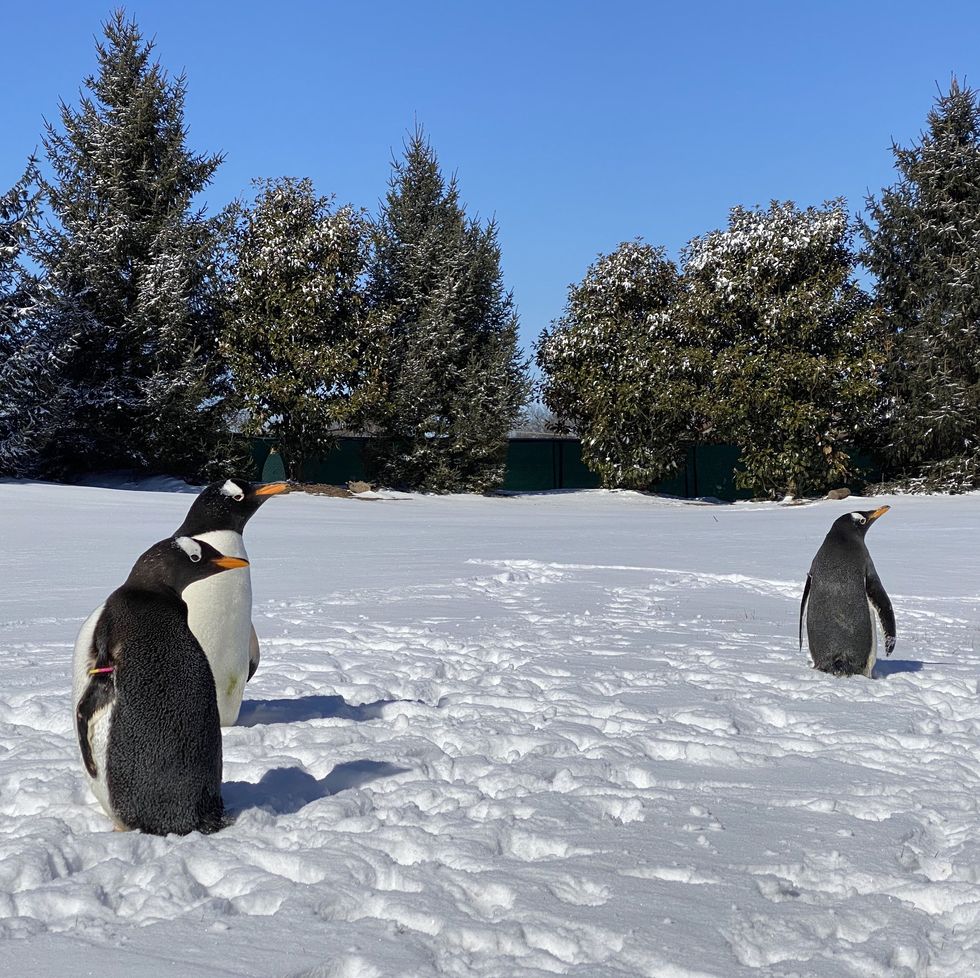 回老家囉～　大風雪後「氣溫僅-12°C」　水族館企鵝外出郊遊：豪冷欸❤️