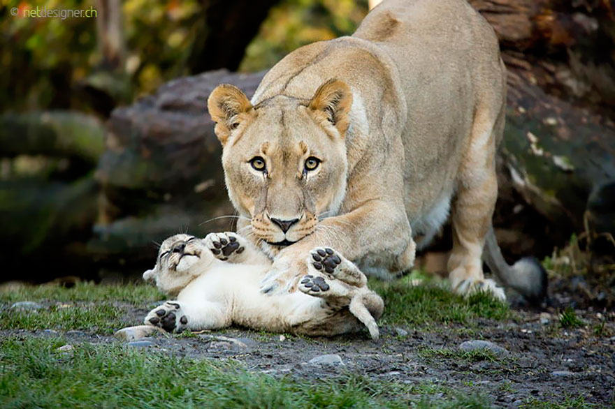 動物界最療癒寫真就在這～　25張完美捕捉父母愛的「動物親子照」