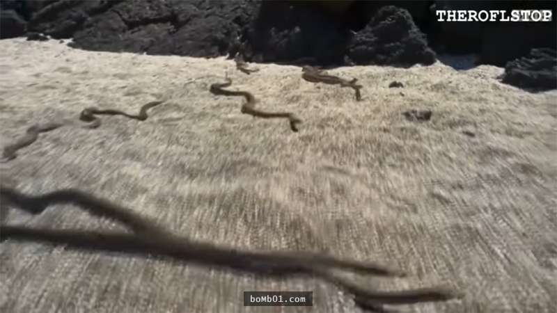 電視台節目組在野外拍攝「群蛇獵捕鬣蜥寶寶」過程，一播出後電視機前的觀眾都看呆了！