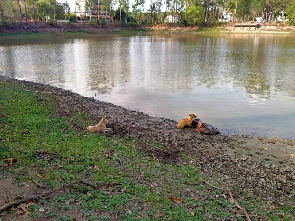 老婦「倒臥在河邊」以為出事！　旁見「2隻忠犬」寸步不離守護：在這裡睡很危險欸