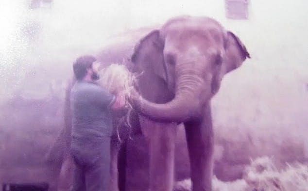 離別35年！　「小象」與飼育員重逢　牠熱情依偎撒嬌：怎麼現在才來看我！