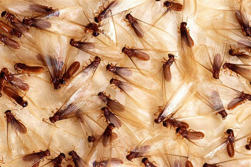 蟑螂的親戚！下雨飛出「一堆大水蟻」　除蟲專家建議：做好4件事家不被佔領