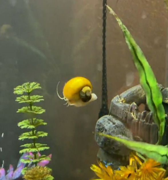 小螺在魚缸發現「自由落體」迷上了！　「爬水草跳下」一天玩好幾次：wee～