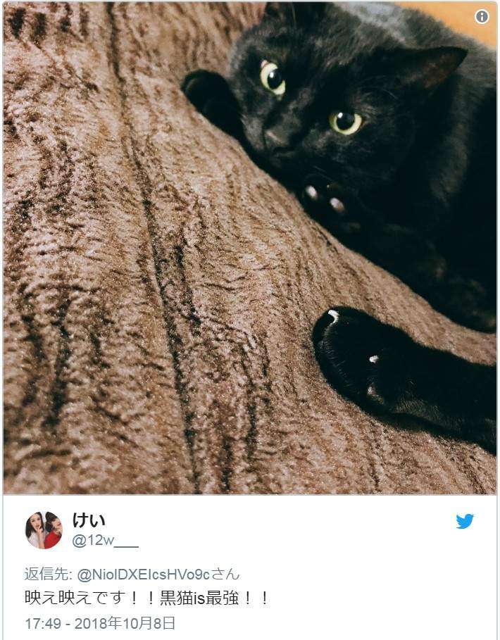 遭嫌「拍IG照不好看」引棄養潮　收容所70%都是黑貓：牠們很可愛