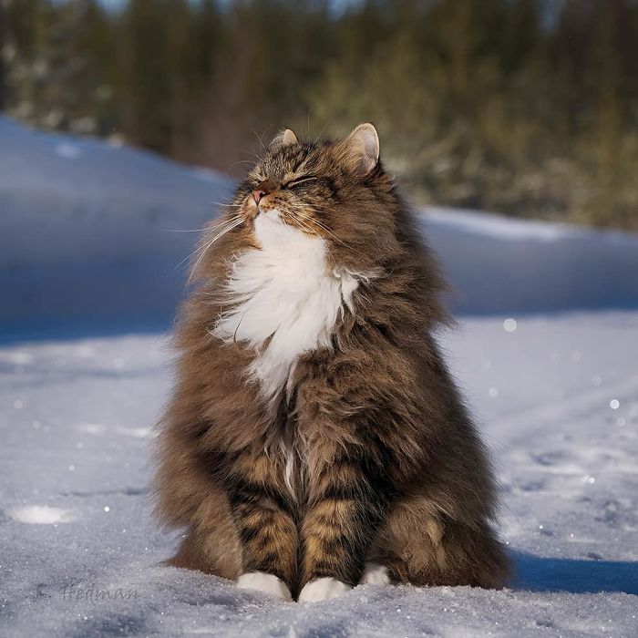 下雪囉～貓貓興奮蓬成「夢幻雪球」　雪地裡「脖子消失照」根本療癒的化身